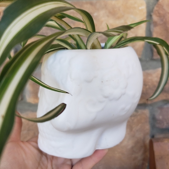 White skull planter - Picture 3 of 5